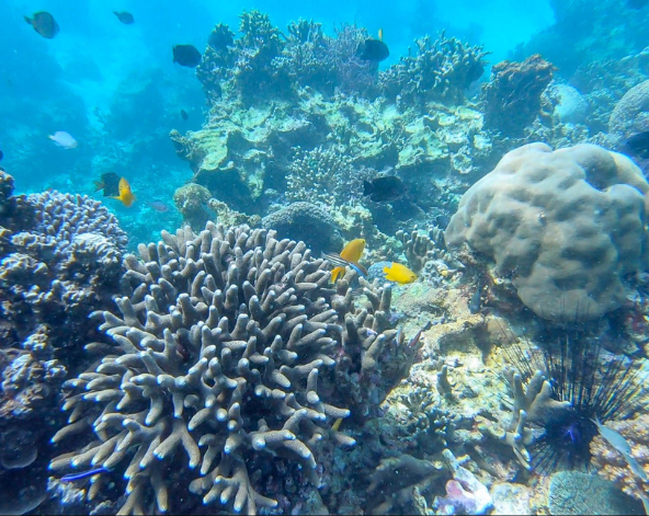 跳島出海日:珊瑚花園浮潛&海鮮燒烤BBQ+季節水果+飲品→長灘島最新夜市