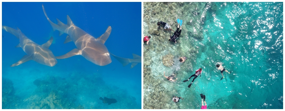 SHARK BAY與護士鯊共游、魟魚、夢幻沙洲(活動簡餐)→島上自由活動