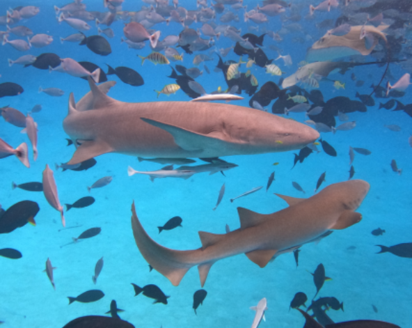 經典出海 護士鯊共遊、魟魚觀賞、海豚巡弋、無人島沙洲 (活動午餐)→稍做休息→酒店晚餐
