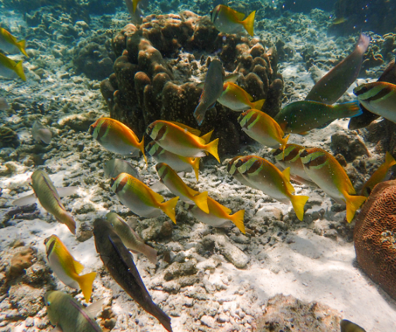 龜島+珊月灣浮潛(快艇+浮潛用具+活動簡餐+上島費)→漁夫村市集fisherman's Village&在地美食