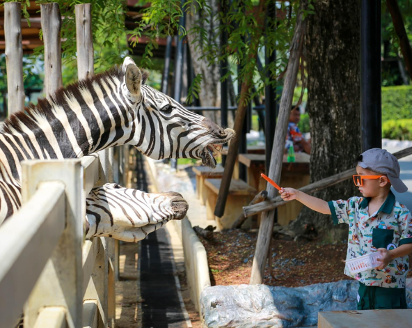 大城野生動物園&長頸鹿拍照→大城特色船麵(現點現付)→喬德拉差達夜市