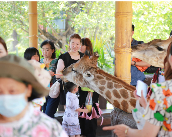大城野生動物園&長頸鹿拍照→大城特色船麵(現點現付)→喬德拉差達夜市