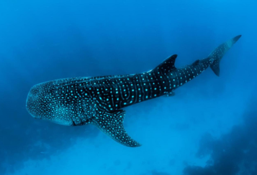 2025鯨喜出海。居民島Shark bay經典出海 x 鯨魚潟湖渡假村 雙島旅行七日